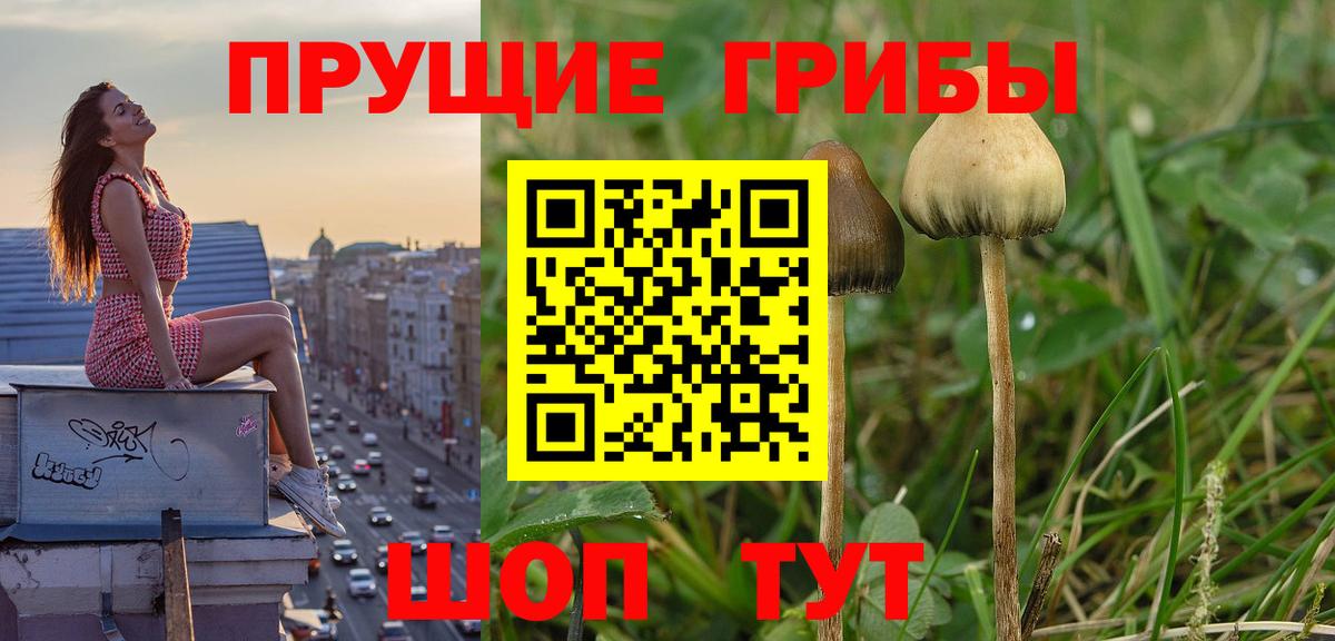 Галлюциногенные грибы Cubensis  Вход с VPN  Корсаков 